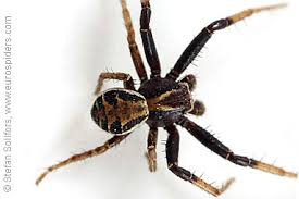 Attēlu rezultāti vaicājumam “Xysticus cristatus”