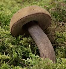 Attēlu rezultāti vaicājumam “Porphyrellus porphyrosporus”