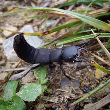 Billedresultat for rovbille