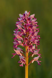 Attēlu rezultāti vaicājumam “Orchis militaris flower”