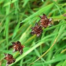 Attēlu rezultāti vaicājumam “Juncus articulatus”