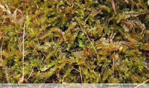 Attēlu rezultāti vaicājumam “Leiocolea heterocolpos”