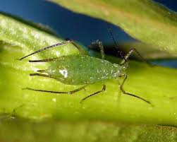 Attēlu rezultāti vaicājumam “Uroleucon cirsii”