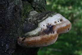 Attēlu rezultāti vaicājumam “Phellinus robustus”