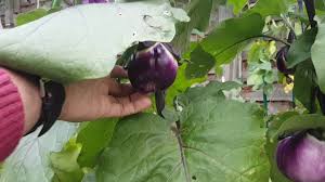 Afbeeldingsresultaat voor melanzana prosperosa eggplant