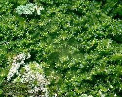 Attēlu rezultāti vaicājumam “Lophozia ventricosa”