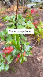 Attēlu rezultāti vaicājumam “Mahonia aquifolium”