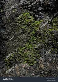 Attēlu rezultāti vaicājumam “Frullania dilatata”