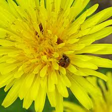 Attēlu rezultāti vaicājumam “Byturus ochraceus”