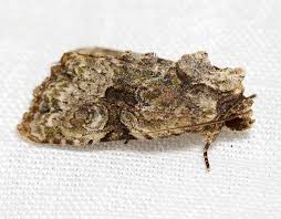 Attēlu rezultāti vaicājumam “Oligia sp.”