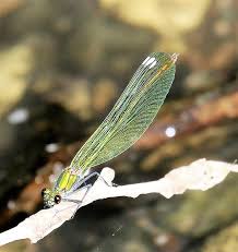 Attēlu rezultāti vaicājumam “Calopteryx splendens”