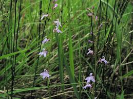 Attēlu rezultāti vaicājumam “Lobelia dortmanna flower”