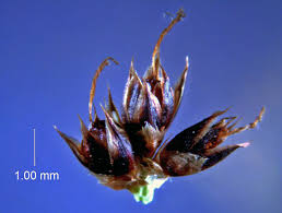 Attēlu rezultāti vaicājumam “Luzula campestris fruit”