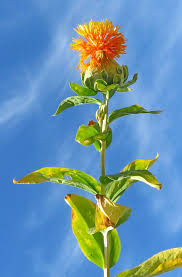 Image result for Carthamus tinctorius