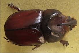 Attēlu rezultāti vaicājumam “Oryctes nasicornis”