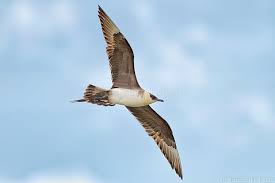 Attēlu rezultāti vaicājumam “Stercorarius parasiticus”