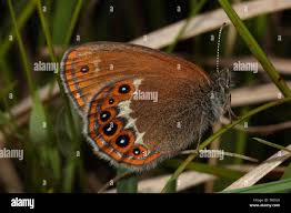 Attēlu rezultāti vaicājumam “Coenonympha hero”