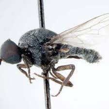 Attēlu rezultāti vaicājumam “Metatrichia sp.”