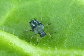 Attēlu rezultāti vaicājumam “Aphis fabae”