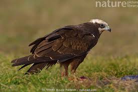 Attēlu rezultāti vaicājumam “Circus aeruginosus”