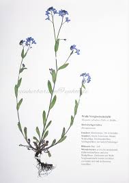 Image result for Vergissmeinnicht