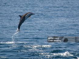 Image result for Delphinus delphis