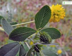 Attēlu rezultāti vaicājumam “Trifolium aureum leaf”