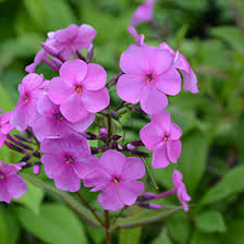 Attēlu rezultāti vaicājumam “Phlox paniculata”