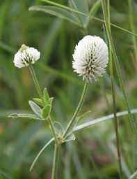 Attēlu rezultāti vaicājumam “Trifolium montanum”