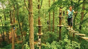 Image result for The Go Ape Experience (Swinley Forest)