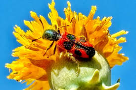 Attēlu rezultāti vaicājumam “Cribraria macrocarpa young”