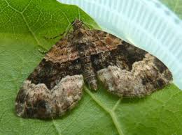 Attēlu rezultāti vaicājumam “Xanthorhoe biriviata”