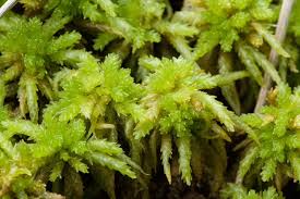 Attēlu rezultāti vaicājumam “Sphagnum palustre sporophyte”