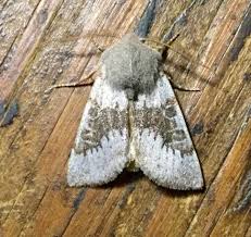 Attēlu rezultāti vaicājumam “Dianema nivale”