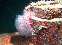 Attēlu rezultāti vaicājumam “Pantilius tunicatus imago”