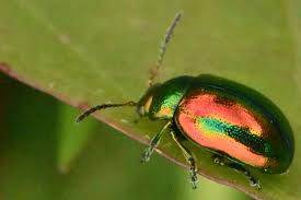 Attēlu rezultāti vaicājumam “Chrysolina staphylaea”