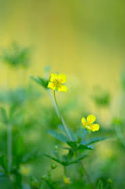 Attēlu rezultāti vaicājumam “Potentilla erecta flower”