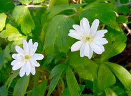 Attēlu rezultāti vaicājumam “Anemone x lipsiensis leaf”