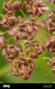 Attēlu rezultāti vaicājumam “Heracleum sphondylium subsp. sibiricum fruit”