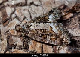 Attēlu rezultāti vaicājumam “Protodeltote pygarga”