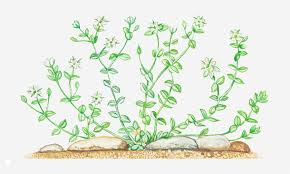 Attēlu rezultāti vaicājumam “Arenaria serpyllifolia”