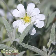 Image result for cerastium tomentosum