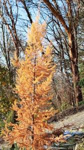 Attēlu rezultāti vaicājumam “Larix kaempferi fruit”