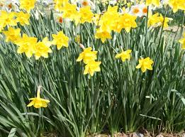 Attēlu rezultāti vaicājumam “Narcissus leaf”