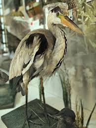 Attēlu rezultāti vaicājumam “Ardea cinerea”