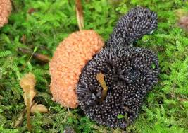 Attēlu rezultāti vaicājumam “Diderma subviridifuscum var. macrospora* macro”