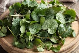 Attēlu rezultāti vaicājumam “Alliaria petiolata leaf”