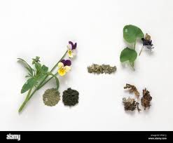 Attēlu rezultāti vaicājumam “Viola tricolor leaf”