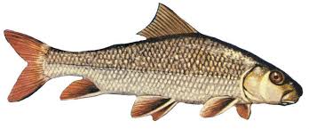 Image result for Moxostoma macrolepidotum