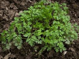 Image result for Anthriscus cerefolium